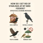 How Do I Get Rid Of Starlings At My Bird Feeders