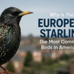 Why Is The European Starling The Most Common Birds In America