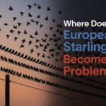 when does the European Starling become a problemĀ