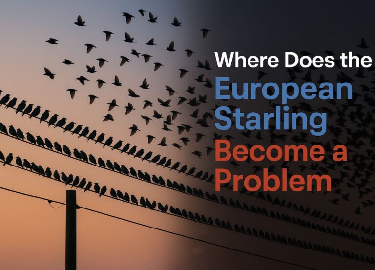 when does the European Starling become a problemĀ