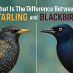 What Is The Difference Between A Starling And Blackbirds