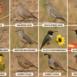 Backyard Birds In New Mexico