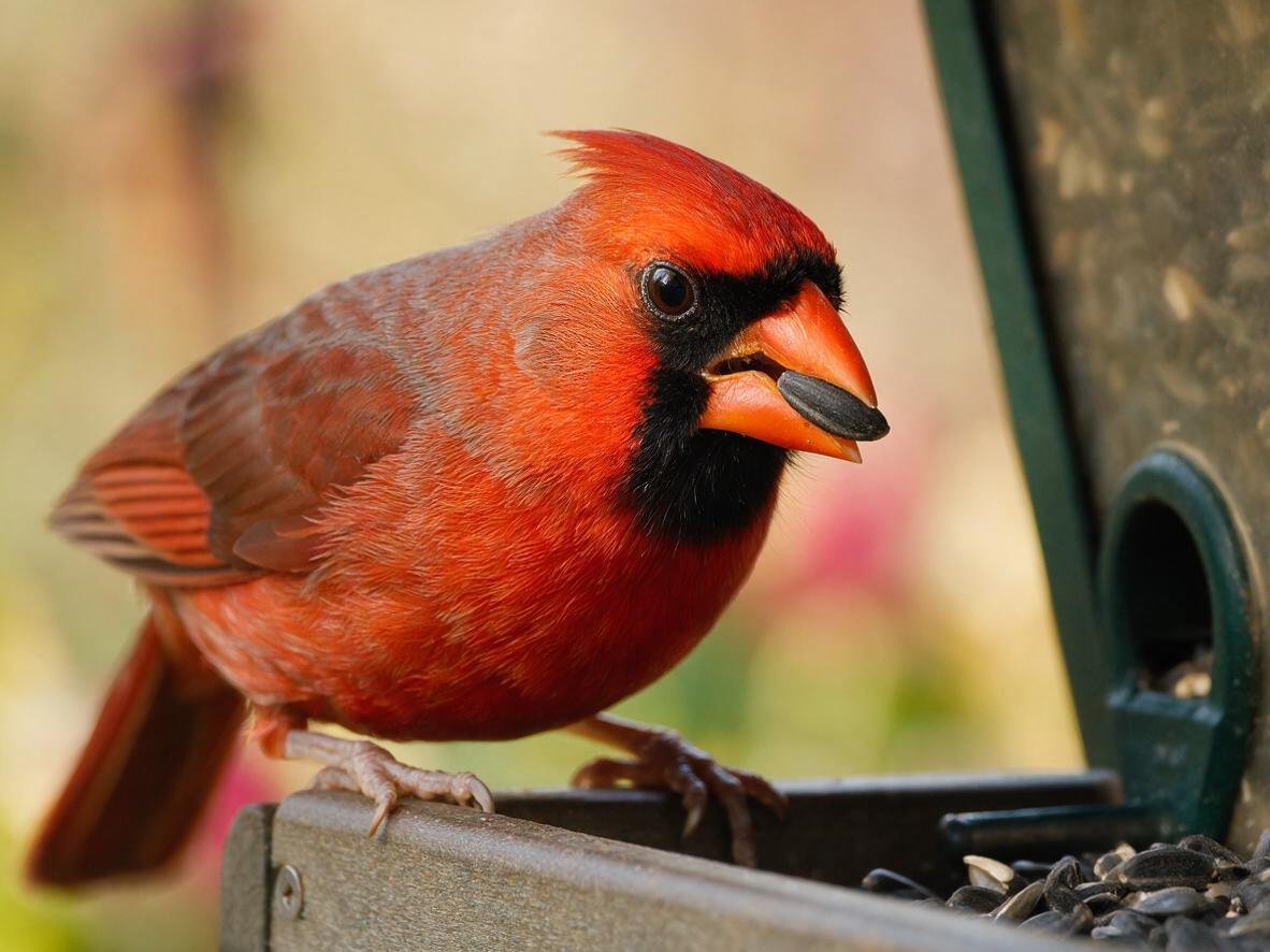 Best seeds for cardinals: close-up of male cardinal holding a black oil sunflower seed in its stout orange beak