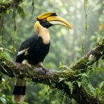Birds in Southeast Asia: Great Hornbill with massive yellow casque perched on mossy rainforest branch