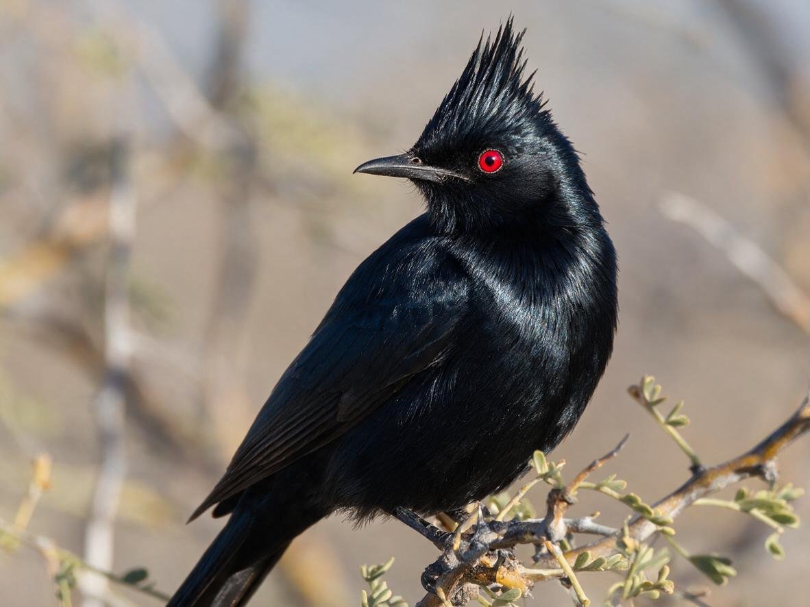 Birds that look like cardinals: glossy black male Phainopepla with tall spiked crest and red eye
