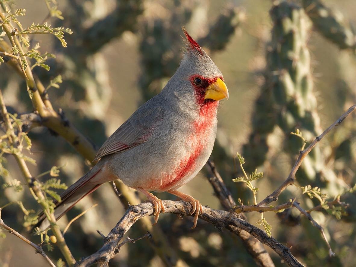 Birds that look like cardinals: male Pyrrhuloxia with gray body, red chest streak, crest, and yellow parrot bill