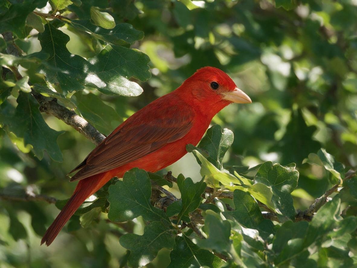 Birds that look like cardinals: male Summer Tanager with all-red plumage perched on an oak tree branch without a crest
