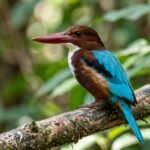 Common birds in Thailand: White-throated Kingfisher with turquoise wings and red bill perched on bamboo