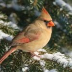 Female cardinal picture: adult female Northern Cardinal with warm fawn-brown plumage perched on evergreen pine branch
