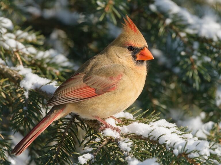 Female cardinal picture: adult female Northern Cardinal with warm fawn-brown plumage perched on evergreen pine branch